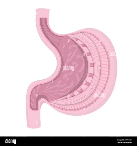 Anatomica Immagini Vettoriali Stock Alamy