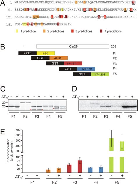 Phosphorylation Of Gst Cip29 Protein Fragments In X Laevis Egg Download Scientific Diagram