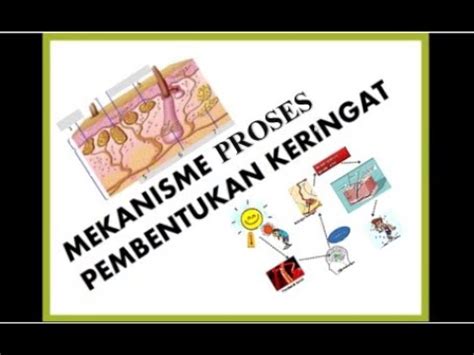 Mekanisme Proses Pembentukan Keringat Youtube