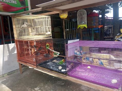 Toko Burung Yang Ada Di Kota Batam Ulastempat