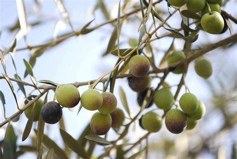 Маслина дерево Большое количество фото treepics ru