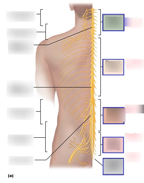 Bsc 2085 Lab Lesson 10 Diagram Quizlet