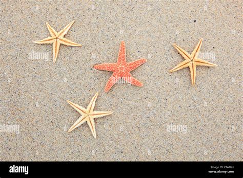 Great Britain Coast Sea Marine Animal Nature North Sea Sand Sand