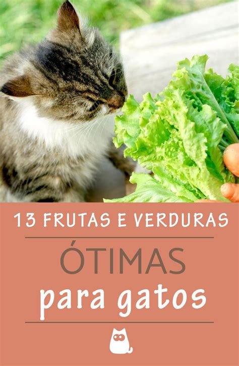 Frutas e verduras que gatos podem comer Gatos de estimação Gatos