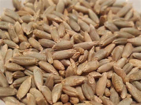 Rye – Great Lakes Staple Seeds