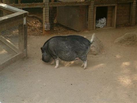 Black Pot Belly Pig By Darkness Flame8 On Deviantart