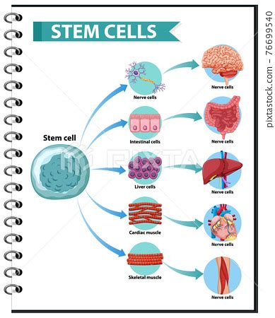 Illustration Of The Human Stem Cell Stock Illustration 76699540