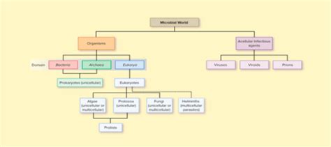 Chapter 1 Humans And The Microbial World Flashcards Quizlet