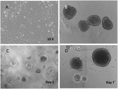 Vitrogel® 3d High Concentration 逍鹏生物官网