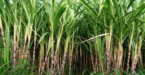 Kolhapur News सांगलीतील ऊस दराचे काय Sugar Cane Rate Stand Off In Sangli Maharashtra Times