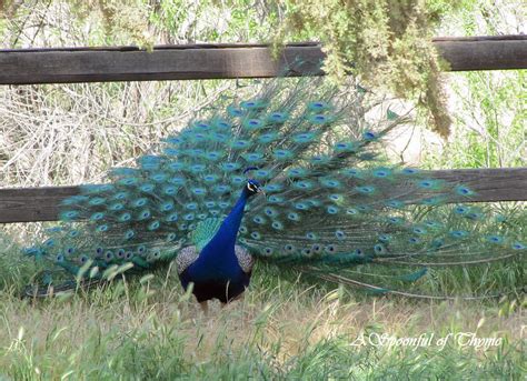 Peacocks At The Park