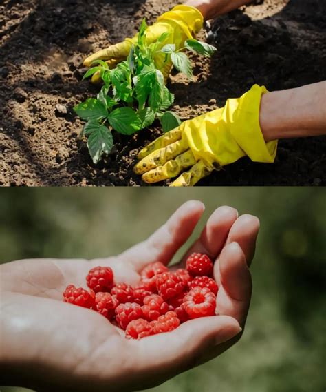 Quand Et Comment Planter Des Graines De Framboisier Pour Cultiver Vos