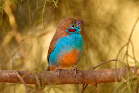 A Beautiful African Bird Jim Zuckerman Photography And Photo Tours