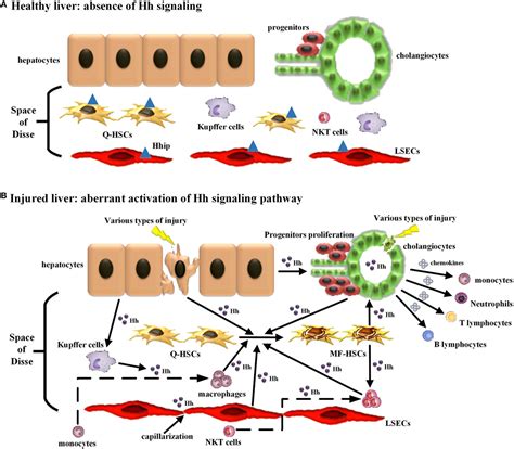 Ihh Pathway