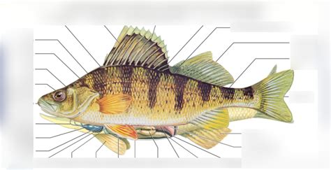 Diagram Of Fish Diagram Quizlet