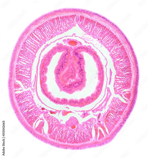 Cross Section Of Planarian Under The Microscope Planaria C S Photos Adobe Stock