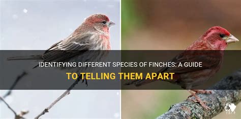 Identifying Different Species Of Finches A Guide To Telling Them Apart