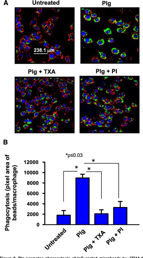 Figure 1 From PHAGOCYTES GRANULOCYTES AND MYELOPOIESIS Plasminogen