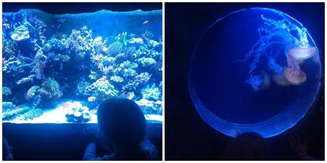 Portland Aquarium Adventures - Melissa Kaylene