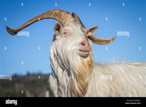 Domestic Goat Capra Hircus Male Hi Res Stock Photography And Images Alamy