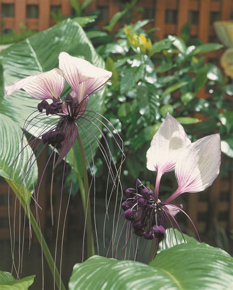 Tacca Integrifolia Bat Plant Purple Veins Bat Flower