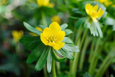 Eranthis hyemalis - BBC Gardeners World Magazine