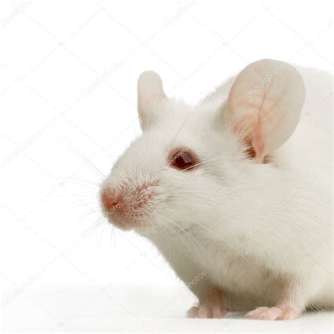 White Mouse — Stock Photo © Lifeonwhite 10861914