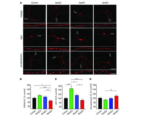 Apoe Isoforms Differentially Regulate Expression Of Psd95 And Nr1