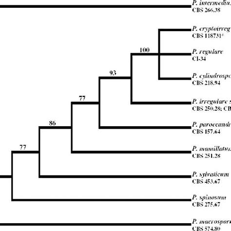 The Phylogenetic Status Of P Cryptoirregulare Within Pythium F Group