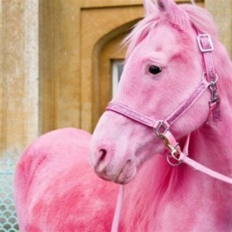 Ride A Horse Pretty In Pink Pink Life Pink