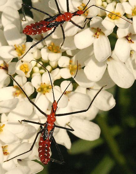 Milkweed Assassin Bug Nymphs Zelus Longipes Bugguide