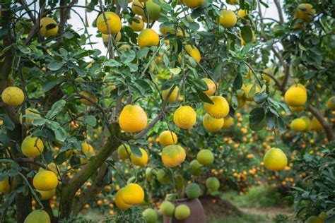 Ripe and Green Pomelo Fruit Tree in the Garden. Stock Photo - Image of foliage, growing: 111223652