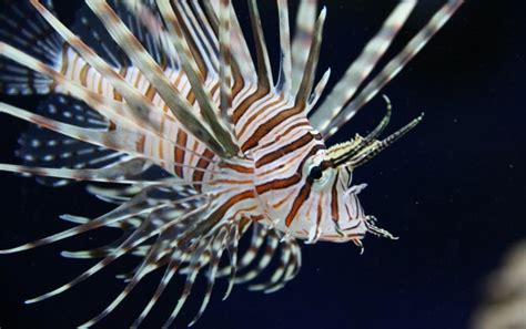 Invasive Lionfish Arrive In The Mediterranean Scientific American