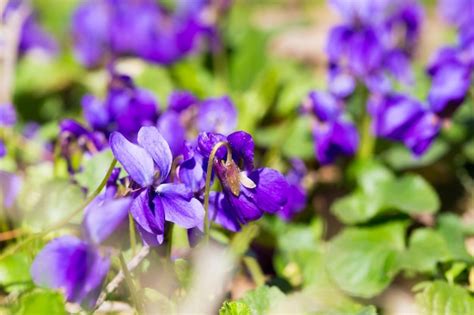 Flores Da Primavera Madeira Violeta Viola Odorata Cachorro Violeta