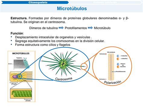 SOLUTION 3 Citoesqueleto Y Uniones Celulares Studypool