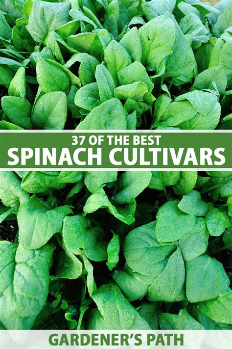 37 Of The Best Spinach Cultivars Gardeners Path