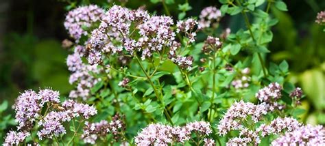 5 Uses Of Oregano Flowers