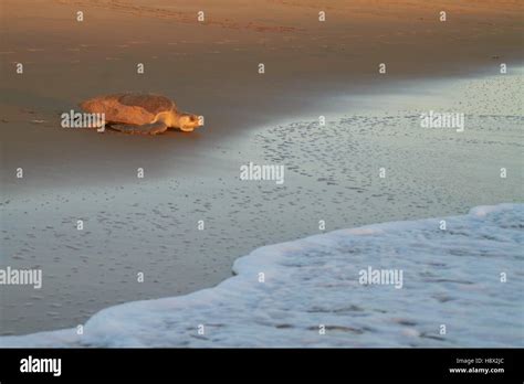 Olive Ridley Sea Turtle Or Pacific Ridley Sea Turtle Lepidochelys