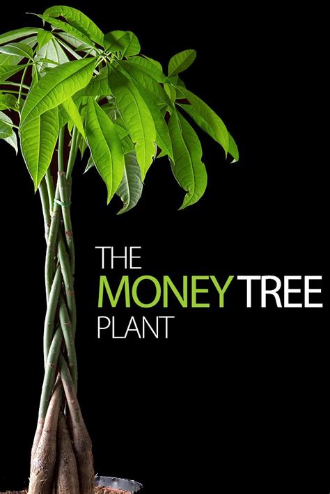 Making The Most Of Your Money Tree Plant Blog