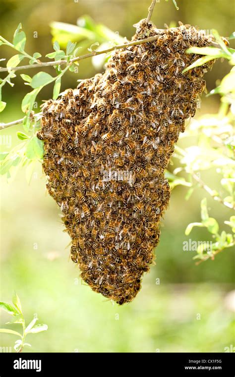 Honey Bee Swarming Onto Nearby Tree Branch From Hive Apis Mellifera