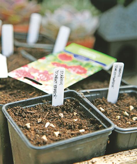 Seed sowing mistakes: 8 common errors to avoid | Homes and Gardens 