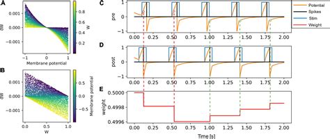 Frontiers Voltage Dependent Synaptic Plasticity Unsupervised