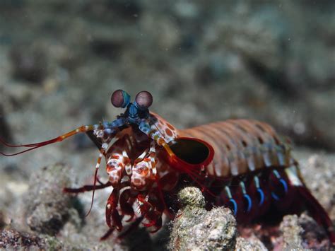 Peacock Mantis Shrimp Odontodactylus Scyllarus Rickard Zerpe Flickr