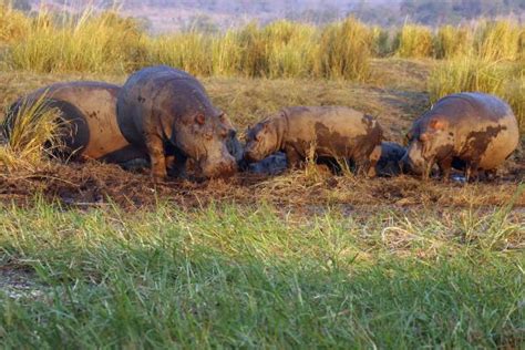 14 Cortejos En Animales Ejemplos Y Características Resumen