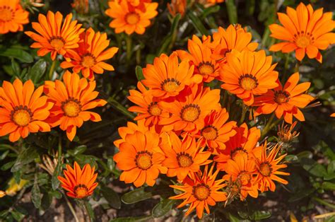 Gazanias Treasure Flower Plant Care Growing Guide