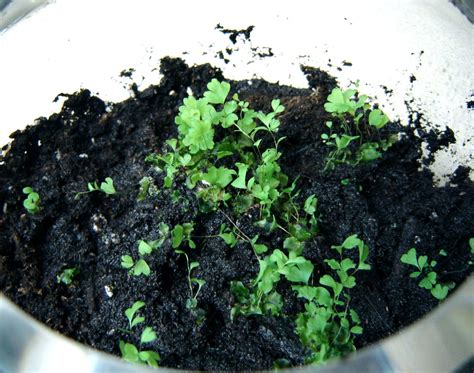 How To Grow Ferns From Spores With Pictures Instructables