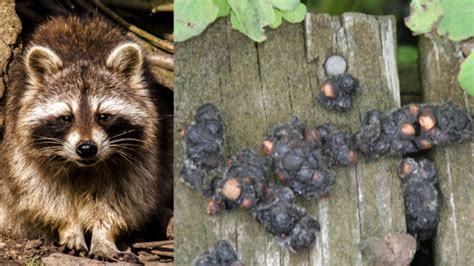 What Does Raccoon Poop Look Like? Raccoon Scat Identification - Animal Hype