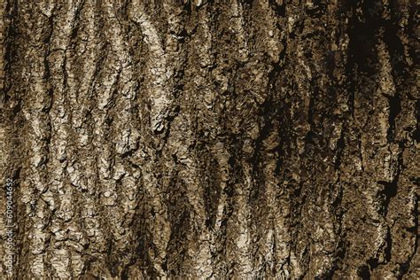 Realistic Vector Illustration Of Oak Bark Close Up The Texture Of The