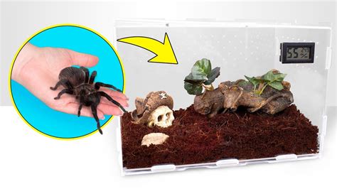 How Tarantulas Grow A Perfect Spider House Youtube