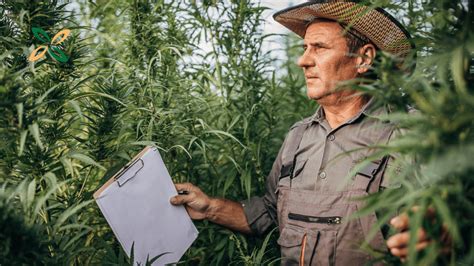 El Cáñamo Una De Las Primeras Plantas Cultivadas Por El Ser Humano Natlife Tu Guía Completa